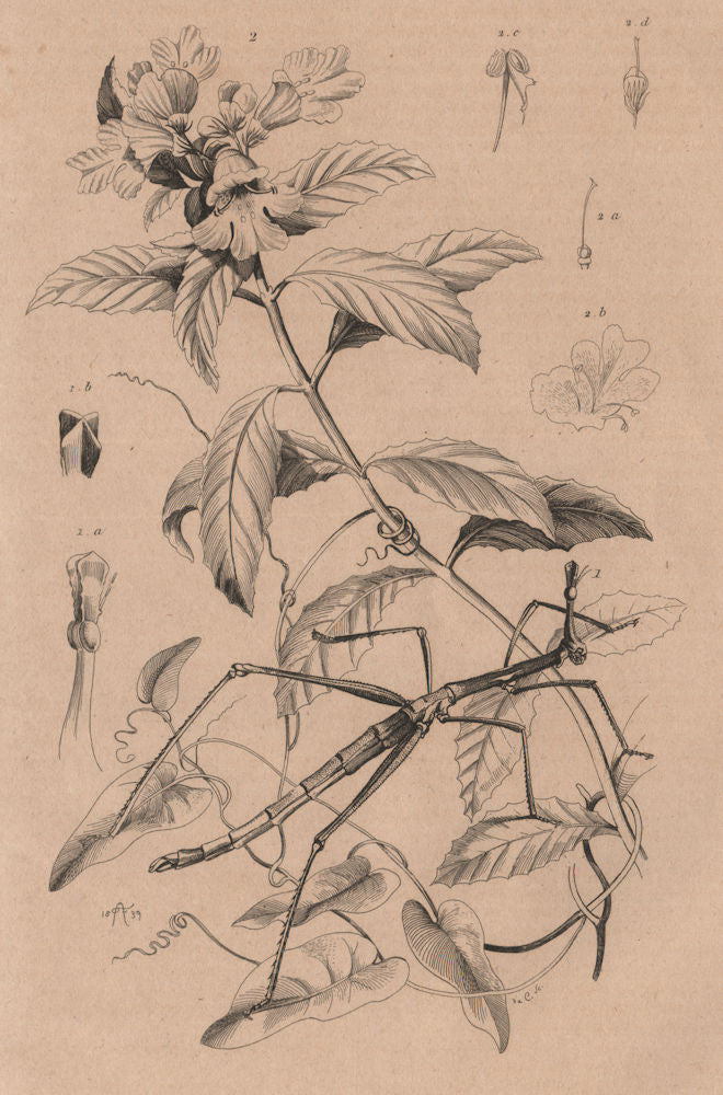 Proscopia (Horsehead Grasshopper). Prostanthera (Mintbush) 1834 old print